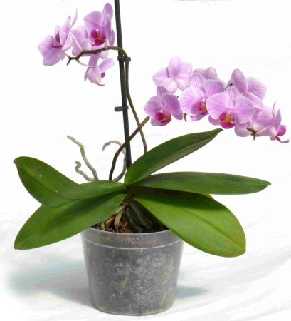 Orchid flower pot 10 cm